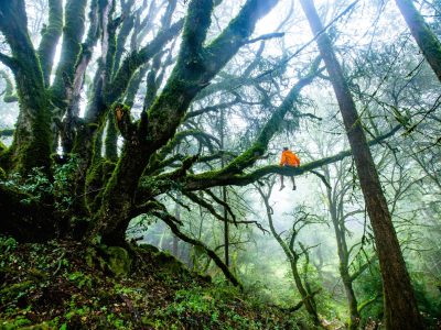 A beautiful shot of a person sitting on a long tree branch in the forest during daytime